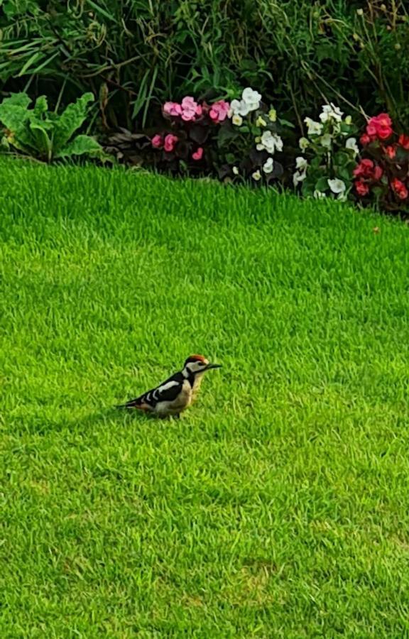 Woodpeckers Cottage Scarborough Ngoại thất bức ảnh