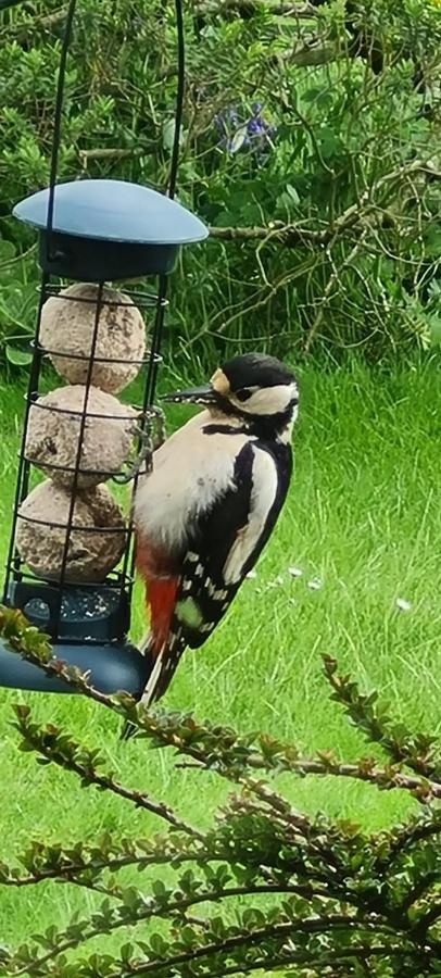 Woodpeckers Cottage Scarborough Ngoại thất bức ảnh